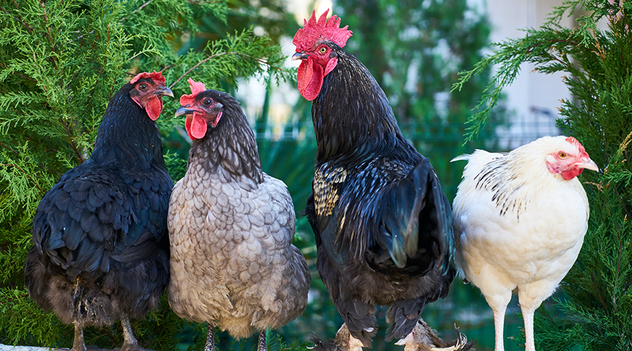 Fast Food Und Co Brutale Tierqualerei Bestatigt Essen Und Mehr